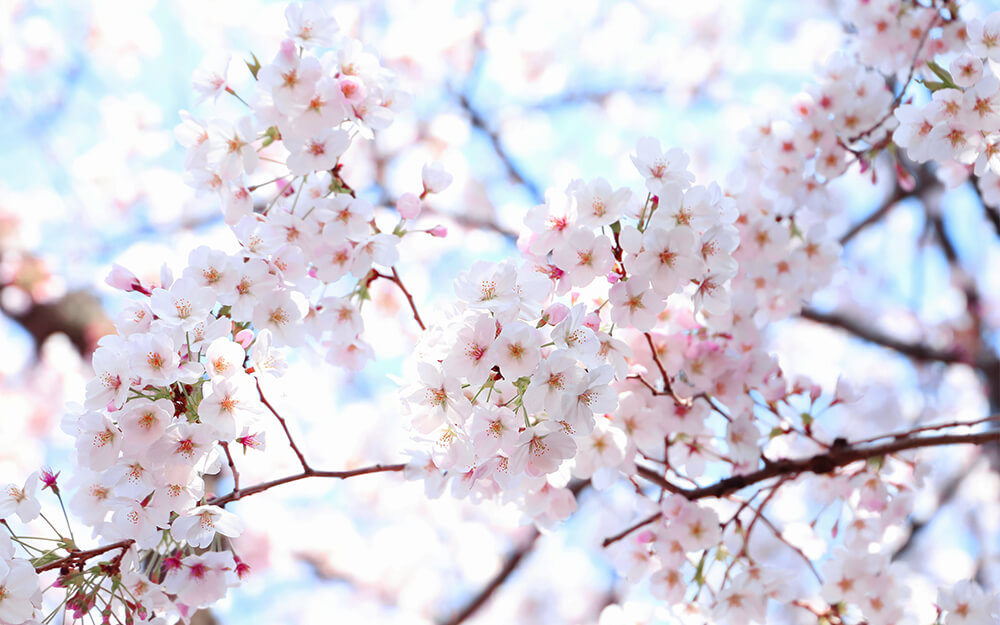 桜について