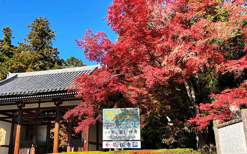 埼玉県飯能市 天覧山のふもと 発酵のテーマパークOH!!!の紅葉 能仁寺