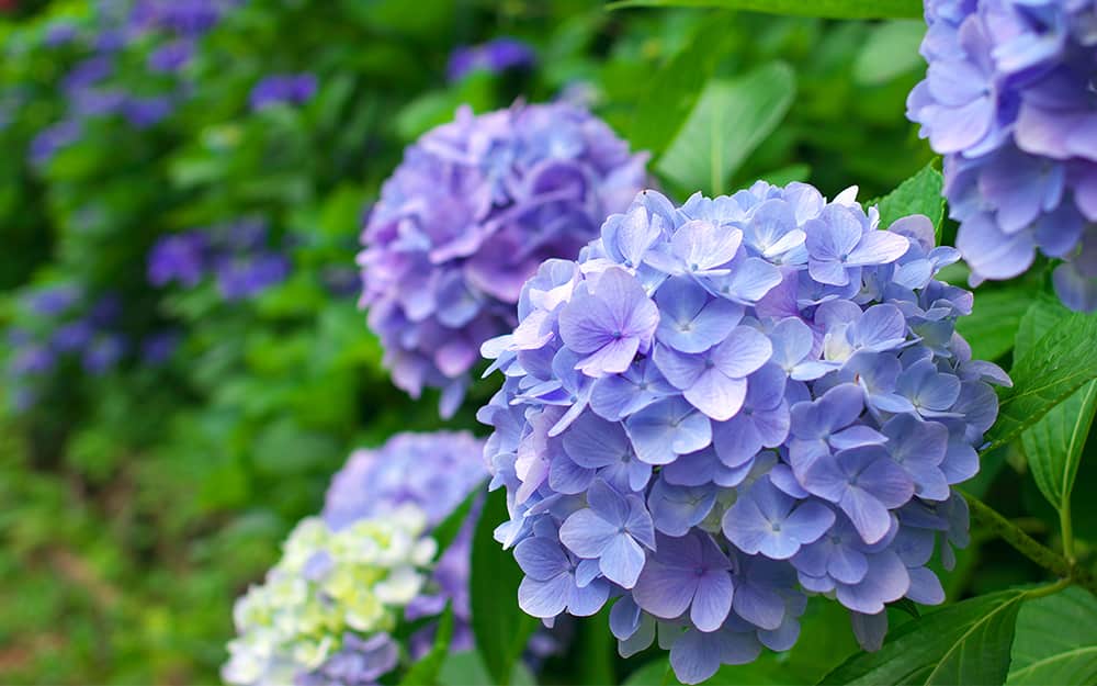 6月 紫陽花の季節