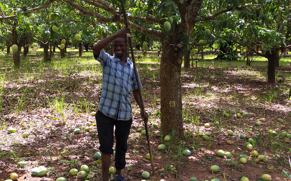 People Tree　コパケの風景 有機栽培マンゴー